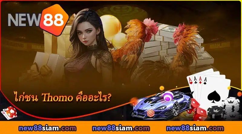 เดิมพันไก่ชน Thomo อย่างมั่นใจ ระบบโปร่งใส ปลอดภัย ต้องที่ NEW88