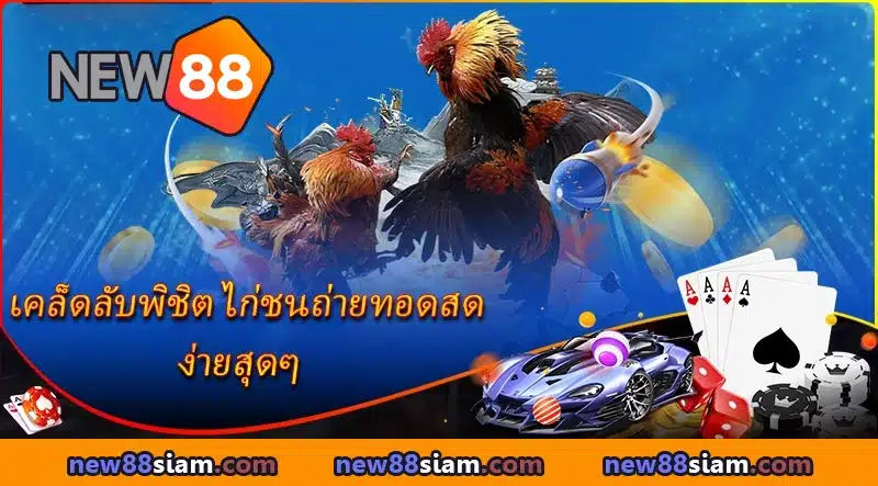 เดิมพันไก่ชนถ่ายทอดสดบน NEW88 โปร่งใส มั่นคง ปลอดภัยทุกการลงทุน